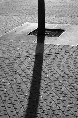treeshadow