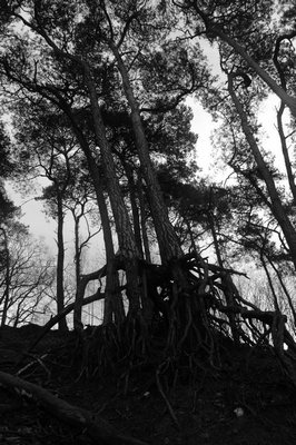 trees